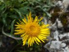 Inule des montagnes (Inula montana)