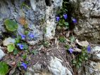 violettes (Viola sp) dans le couloir de Suberoque