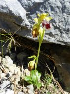 Ophrys brun (Ophrys fusca) sous le pas de l'Escallette