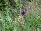 Musacari à toupet (Muscari comosum) près de Vauvenargues