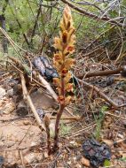 Une orobanche grêle (Orobanche gracilis) sous le refuge Cézanne