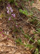 Polygale à toupet (polygala comosa)