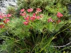 Euphorbe Peti-Cyprès (Euphorbia cyparissias)