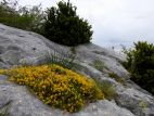 Genêt de Lobel (Genista lobelii)