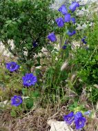 Campanule (campanula sp) au nord de la chapelle du Prieuré