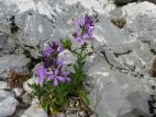 Julienne admirable ( Hesperis laciniata subsp. spectabilis)