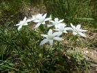 Dame d'onze heure (Ornithogalum umbellatum)