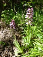 Des orchis pourpres dans les sous bois de Vauvenargues