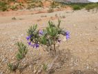 Grémil ligneux (Lithodora fruticosa) au secteur des Deux Aiguilles