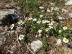 Anthémis à pédoncule renflé (Anthemis arvensis subsp. incrassata)