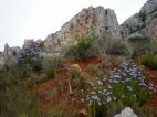 Globulaire buissonnante (Globularia alypum)