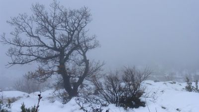 Le chêne d'Imoucha dans la brume