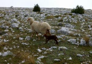 Nous avons rencontré en 2012 une brebis égarée avec son petit. 