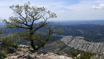 Depuis le petit chêne pubescent, la vue est magnifique