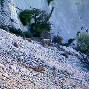 zoom_trace-vert-forcioli1_ia17