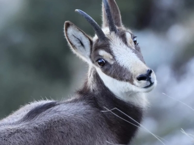 chamois