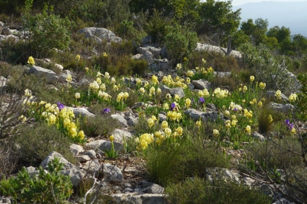 zoom_gr9-puyloubier-pic-des-mouches-1_ia10