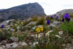 zoom_la-montagne-sainte-victoire-au-printemps_ib13